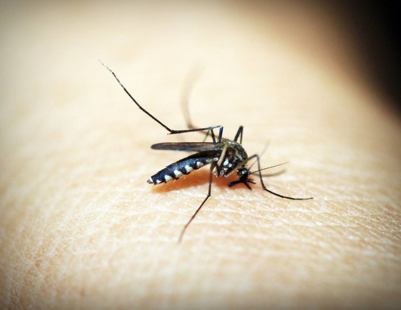 mosquito;dengue,insect,close-up,macro,nature,animal,pest,fly,mosquito, 