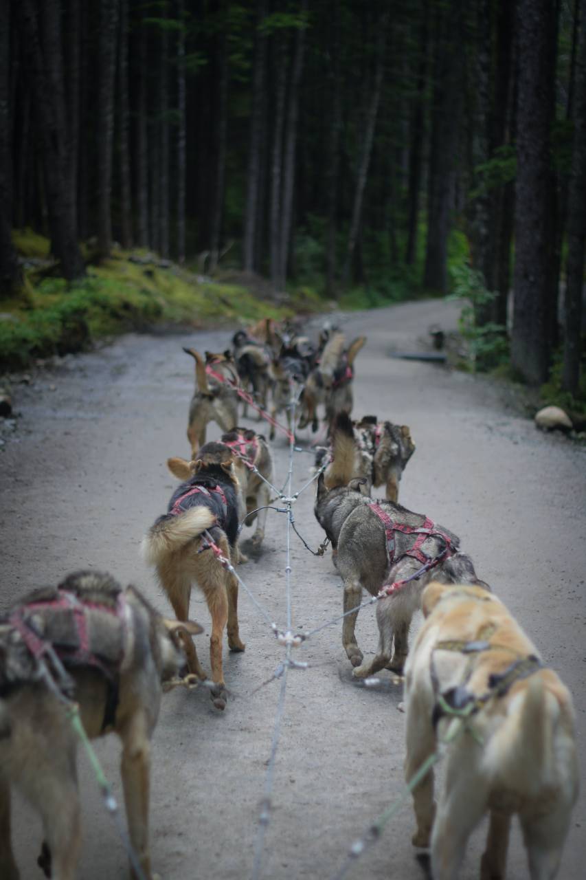 Siberian Husky;Sleed;Alaska,outdoors,animal,nature,dog,mammal,forest, 