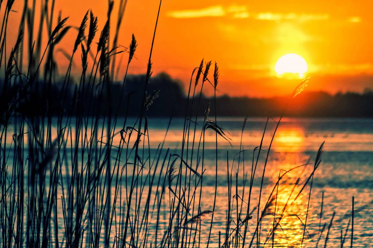 rushes;lake;dusk,sunset,nature,sun,dusk,sunrise,dawn,sunlight,outdoors,summer,silhouette,dawn,water,landscape,beauty in nature,back lit,yellow,tranquil scene,reflection,backgrounds,season, 