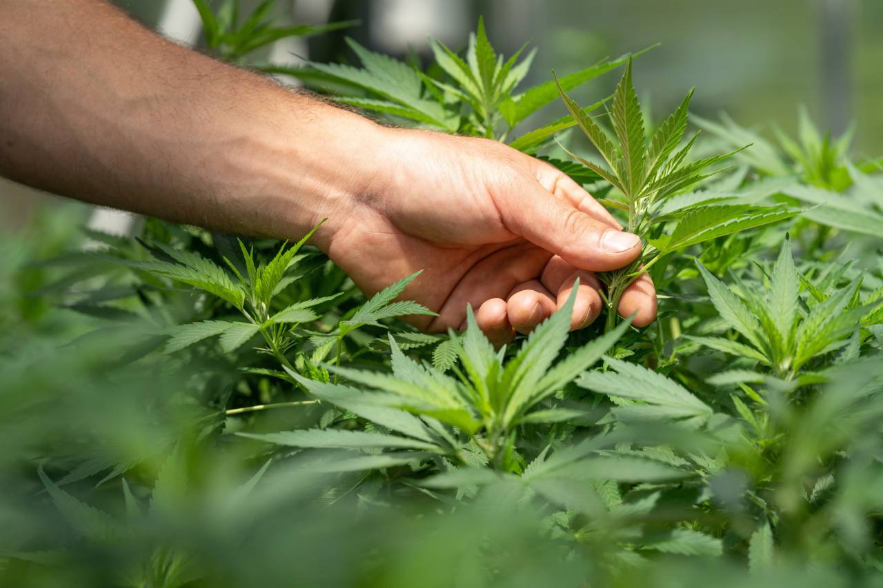 aceite de cannabis,marihuana,cannabis herbario,planta de cannabis,hoja,naturaleza,color verde,primer plano,narcótico,planta,mano humana,cáñamo,agricultura,crecimiento,legalización,hachís,sanidad y medicina,granja,medicina herbaria,adicción, hierba, al aire libre,