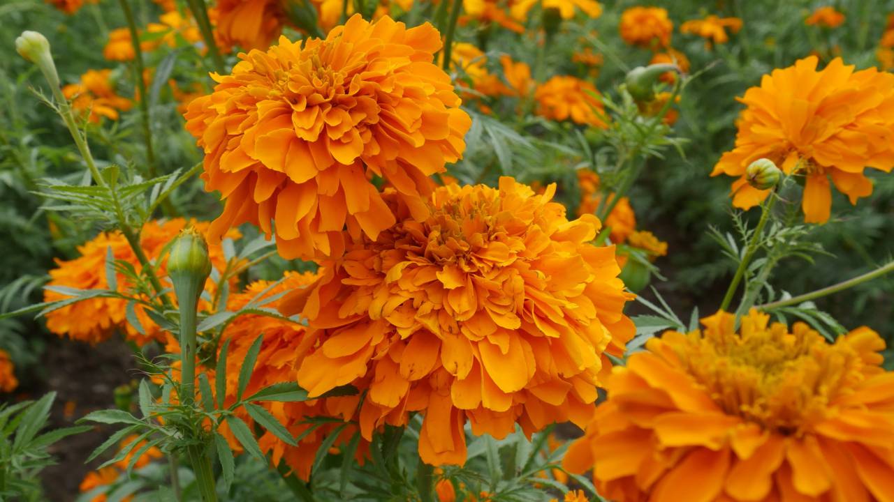 color naranja;fondo;caléndula;flor;planta;naturaleza,