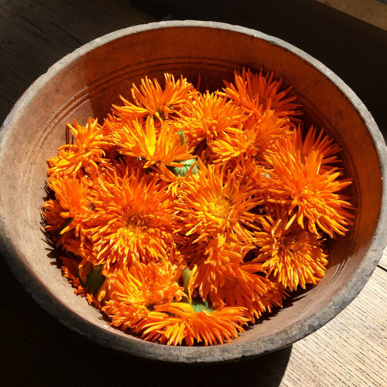 orange color;background;calendula;decoration;flower;aromatherapy, 