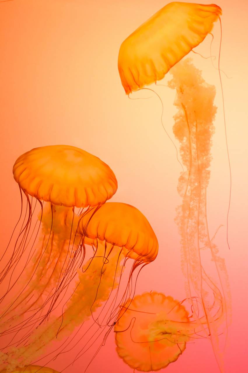 orange color;background;jellyfish, ocean, underwater, nature, marine, water, sea, wildlife, animal, beautiful, aquatic, aquarium, medusa, exotic, swim, deep, creature, tropical, swimming, poison, orange, 