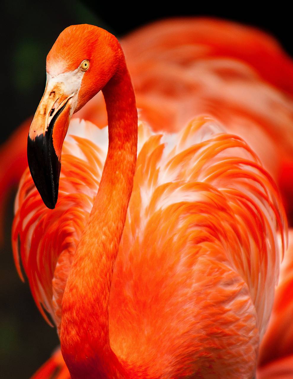 color naranja;fondo;Flamingo, pájaro, animal, cerrar