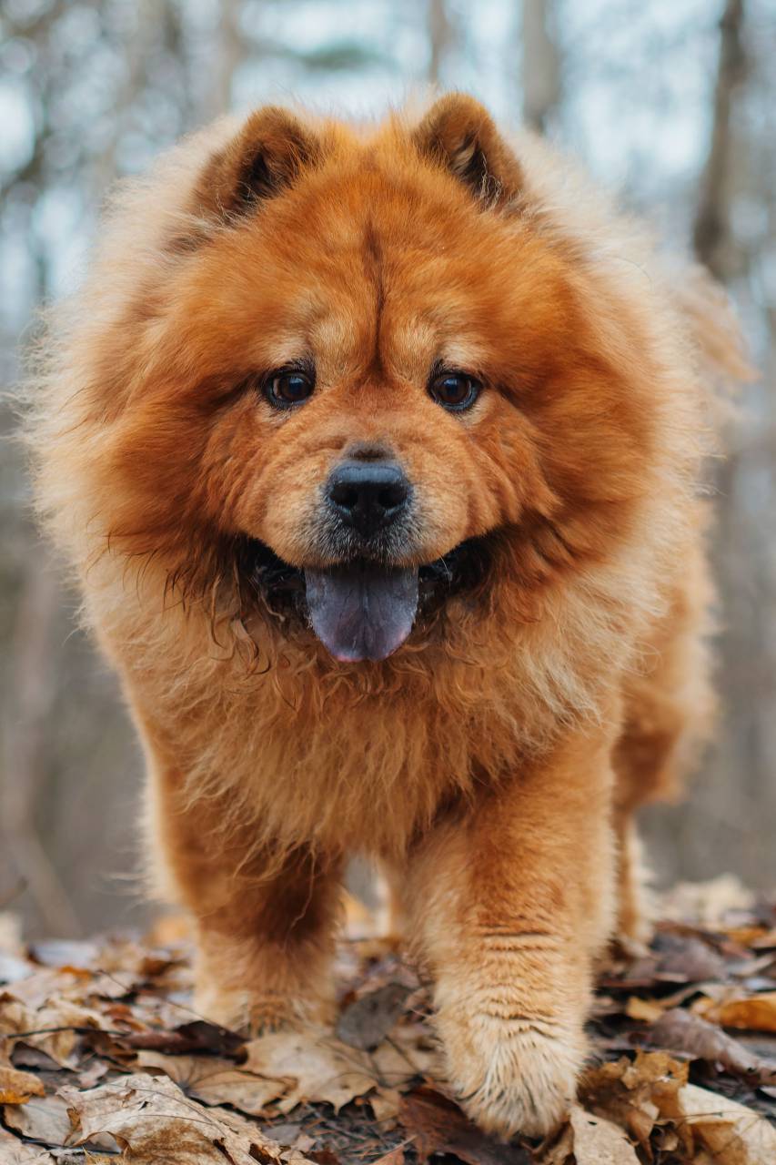 portrait, pet, animal, brown, outdoor, canine, cute, dog, mammal, nature, domestic, hair, purebred, fluffy, fur, chow chow, chow, chow-chow, puppy, looking, face, tongue, chinese, green, breed, grass, beautiful, china, fun, summer, pedigreed, red, park, adorable, color, lovely, background, pretty, yellow, beauty, closeup, friendship, young, pedigree, one, pets, white, adult, chow chow dog, cute dog, 