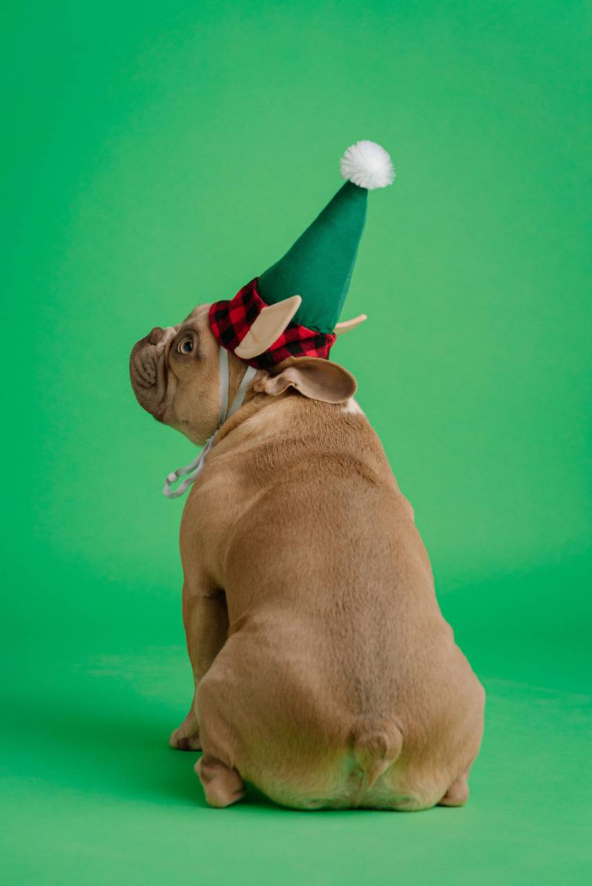 christmas, pet, cute, animal, holiday, domestic, dog, santa, red, xmas, background, funny, winter, white, adorable, canine, happy, portrait, celebration, merry, mammal, hat, breed, decoration, young, puppy, beautiful, year, new year, isolated, new, doggy, studio, festive, december, small, home, french bulldog, reindeer, indoors, claus, group, friend, cap, purebred, tree, 