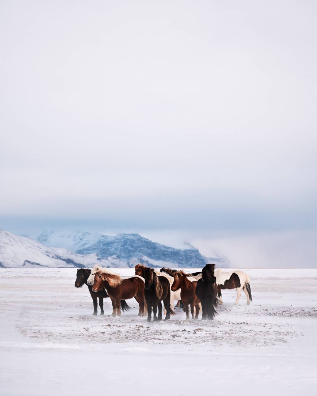 snow, herd, horse, mammal, animal, nature, winter, equestrian, white, stallion, wild, equine, outdoor, group, beautiful, farm, landscape, freedom, field, pasture, power, mane, free, brown, beauty, young, gallop, mare, cold, portrait, black, moving, grey, blue, season, outside, motion, color, gray, meadow, arabian, action, pony, speed, purebred, outdoors, run, running, together, countryside, 