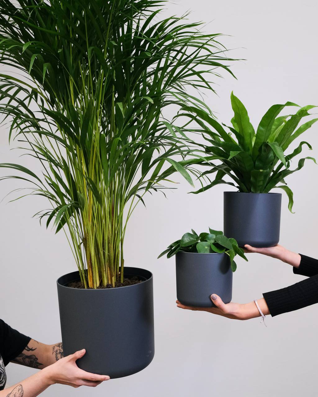 inside, plant, green, modern, interior, design, indoor, home, decoration, pot, garden, house, background, apartment, table, natural, nature, furniture, style, vector, flat, room, illustration, hobby, cactus, houseplant, flowerpot, flower, lifestyle, botanical, wall, clean, leaf, light, gardening, growth, copy space, white, window, growing, architecture, bright, glass, botany, concept, fresh, organic, beautiful, cozy, decor, 