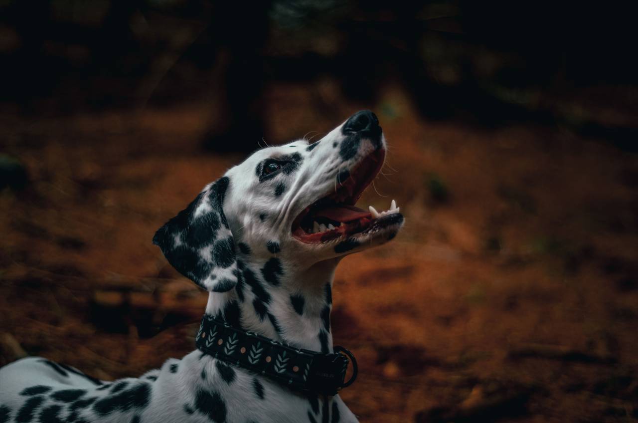 pet, portrait, dalmatian, dog, animal, white, cute, canine, breed, domestic, puppy, black, purebred, young, studio, background, happy, nature, mammal, doggy, pedigree, fun, isolated, green, adorable, funny, pedigreed, friend, outside, dog portrait, beautiful, spots, studio shot, sitting, dogs, design, vector, graphic, healthy, art, looking at camera, garden, cartoon, illustration, small, outdoor, dalmatian dog, 101 dalmatians, copy space, park, 