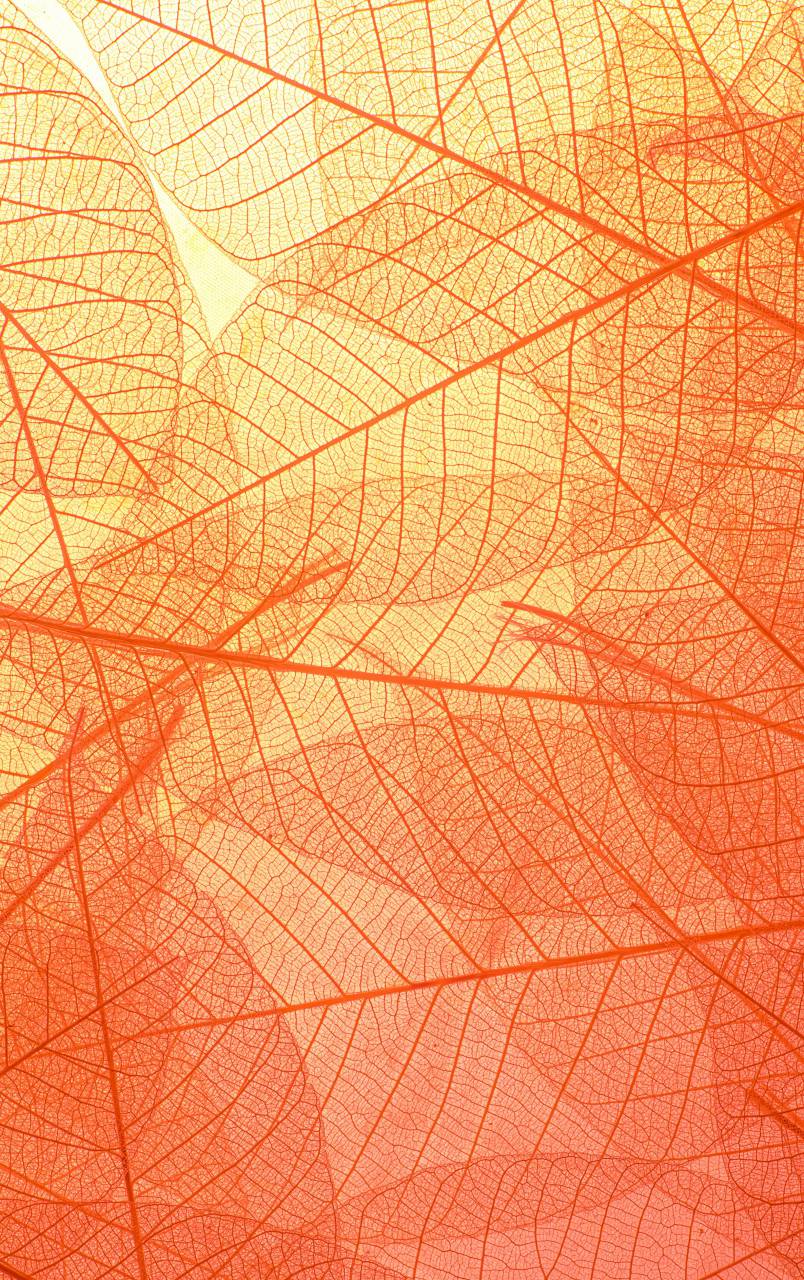 🥇 Image of Macro shot of a leave - 【FREE PHOTO】 100036574