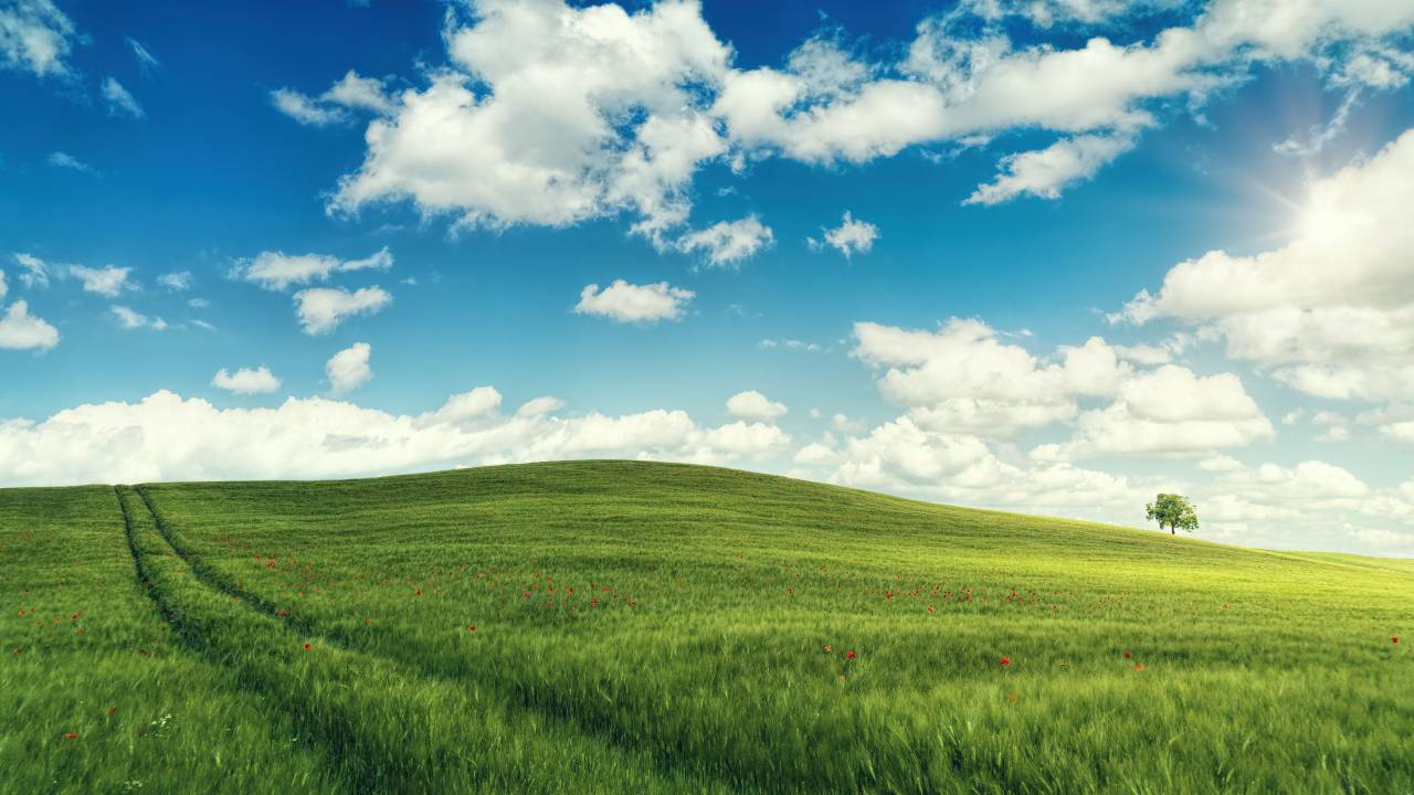 pradera;paisaje;uno;árbol;ruta,hierba,pradera,naturaleza,verano,escena rural,paisaje,al aire libre,color verde,nube,cielo,azul,escena no urbana,tierra,pasto,primavera,granja,planta,flor ,la belleza de la naturaleza,temporada,día,agricultura,horizonte,crecimiento,frescura,sol,idílico,horizonte sobre tierra,llano,ajardinado,luz solar,medio ambiente,fondos,