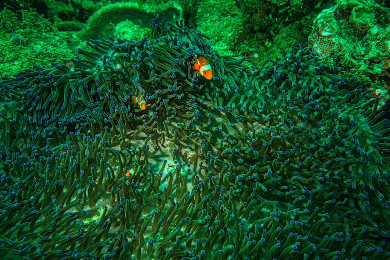 coral;reef,underwater,fish,reef,nature,animal,scuba diving,water,deep,tropical climate,blue,coral,multi colored,sea life,undersea, 