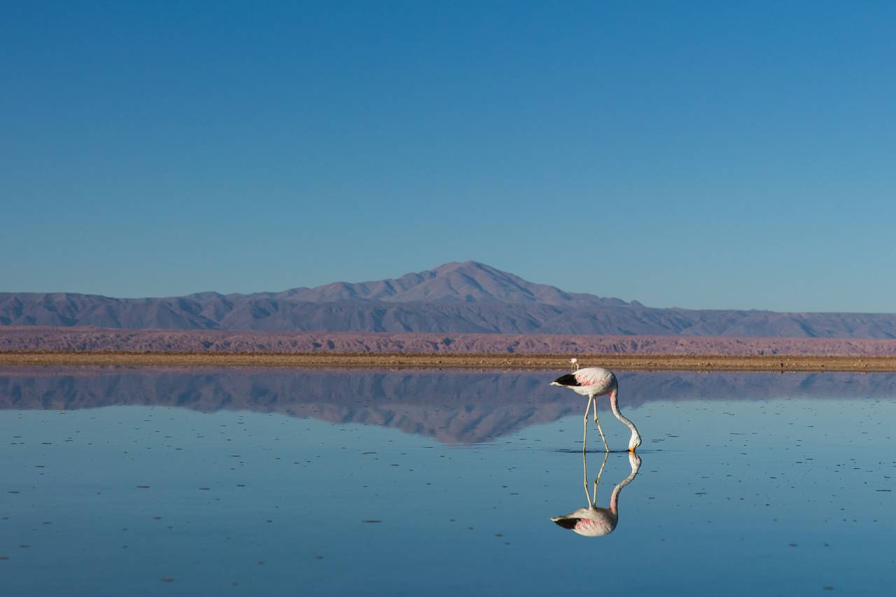 Animales, aves, agua, montañas, cielo, ver largo, cuello, naturaleza, garzas, garcetas,