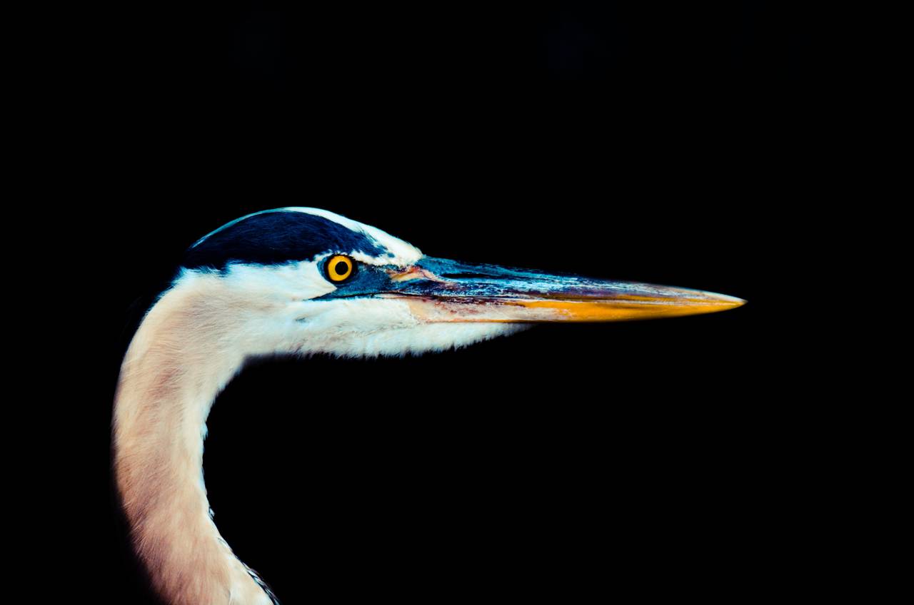 bird, beak, feather, animal, fly, eyes
, 