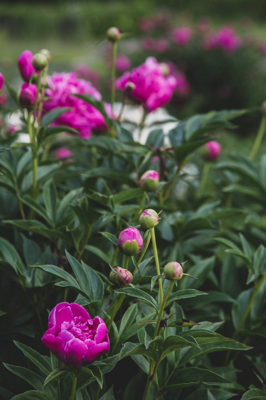 blossoms, garden, flower, bloom, fresh, plants, outdoors, nature, spring, petals, beautiful, summer, flowers, pink, green, leaves
, 