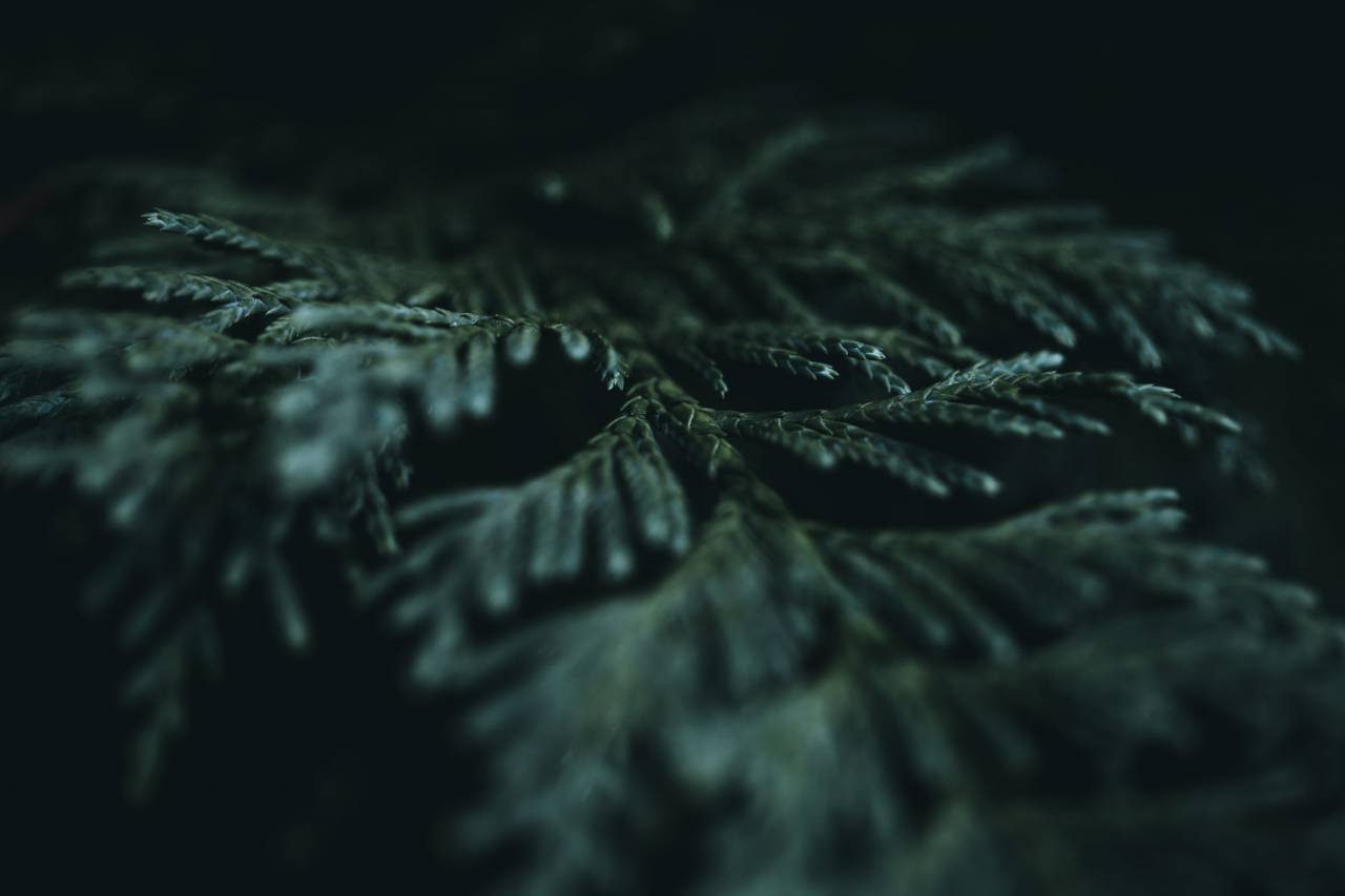 fern, leaf, macro, dark, texture, bokeh, natural, pattern, plant, flora, botany, green, stem, branch, wild
, 