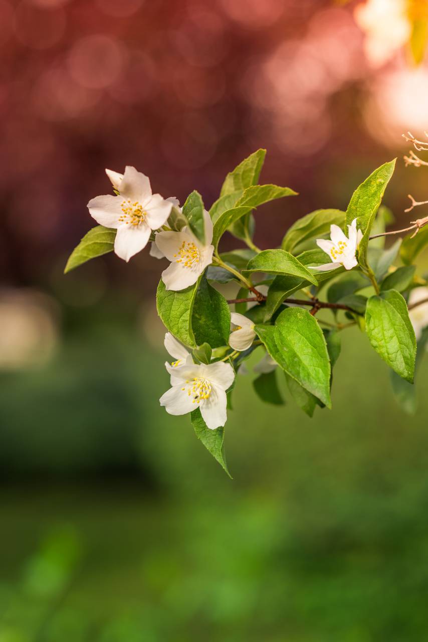 flower, bloom, petal, nature, plant, blur, bokeh
, 