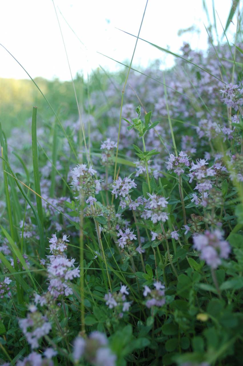 verde, flor, srping, sol, rayo, naturaleza, flora, fauna,