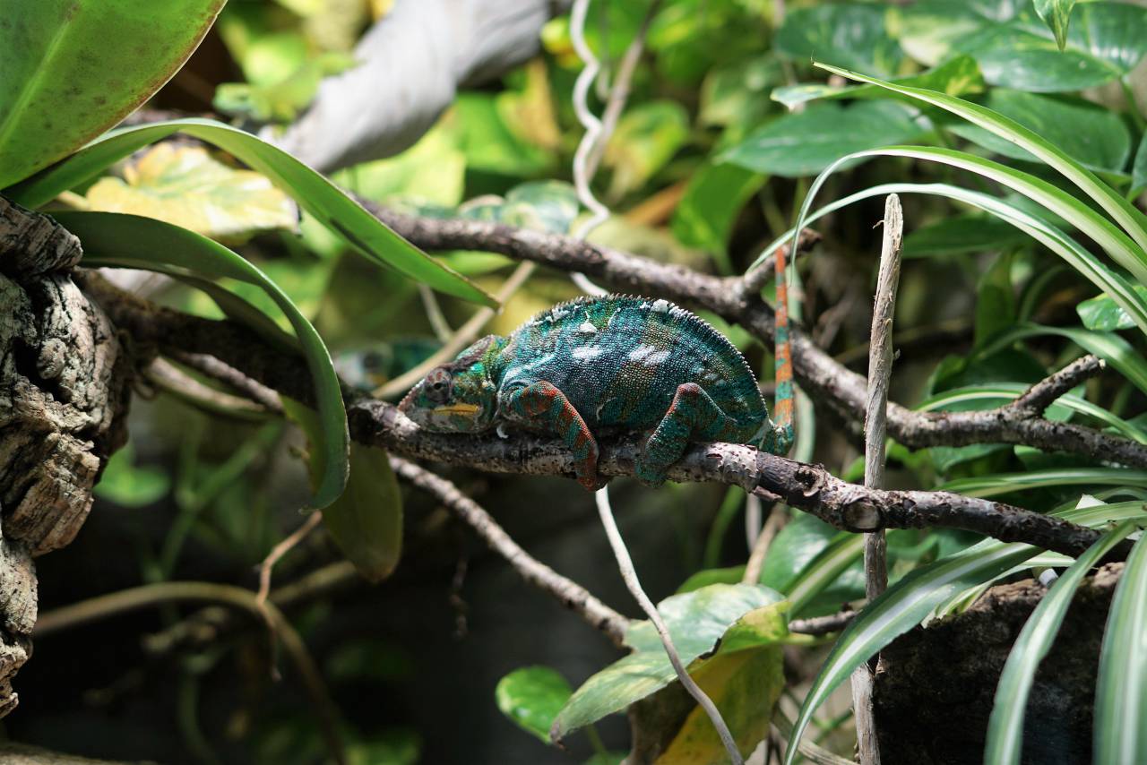 Verde, hoja, planta, naturaleza, rama, lagarto, reptil,