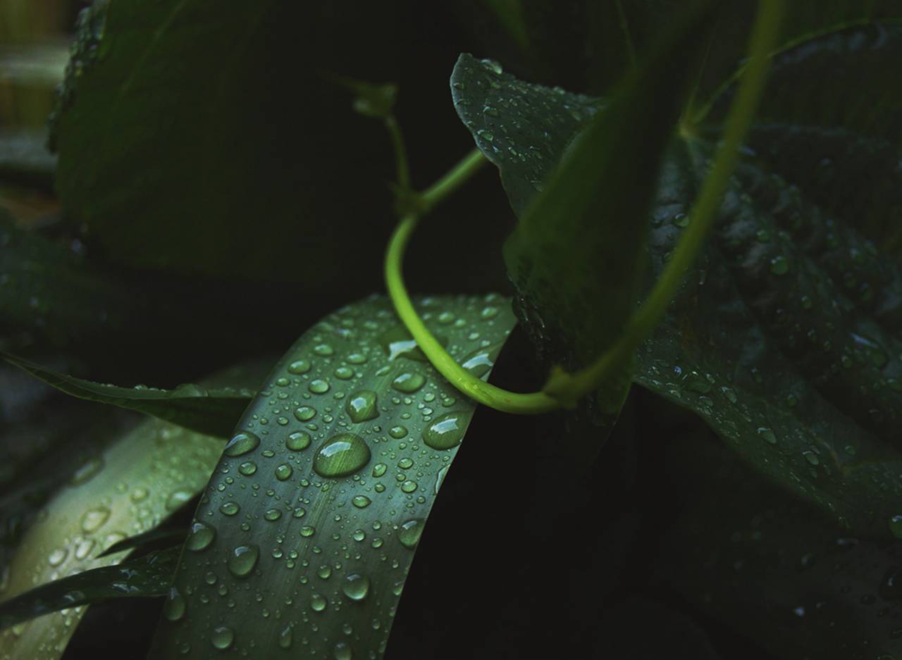 green, leaf, plant, nature, wet, raindrops, water
, 