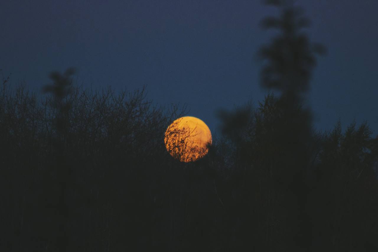 moon, circle, round, dark, night, sky, tree, silhouette, nature
, 
