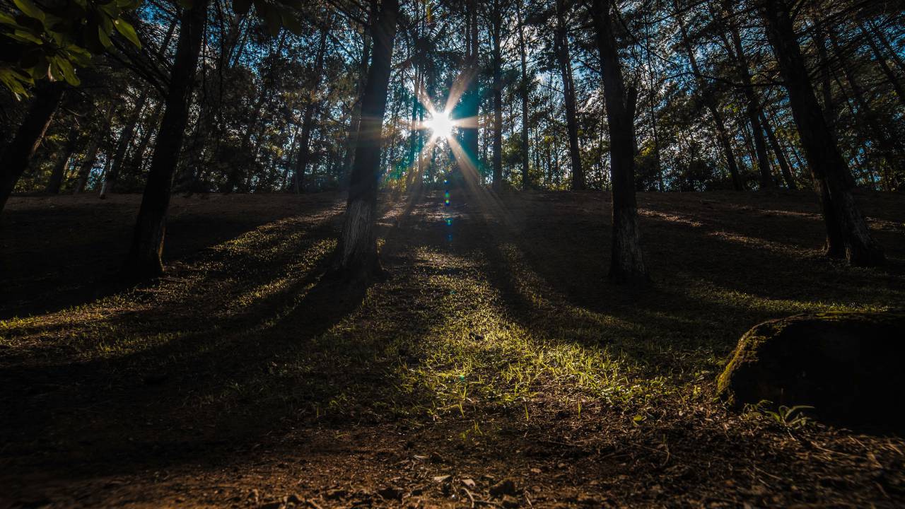 naturaleza, paisaje, bosque, bosque, soleado, luz del sol, sol, árboles, césped, fauna silvestre, camping, hoguera, viajar, aventura, emigrar,