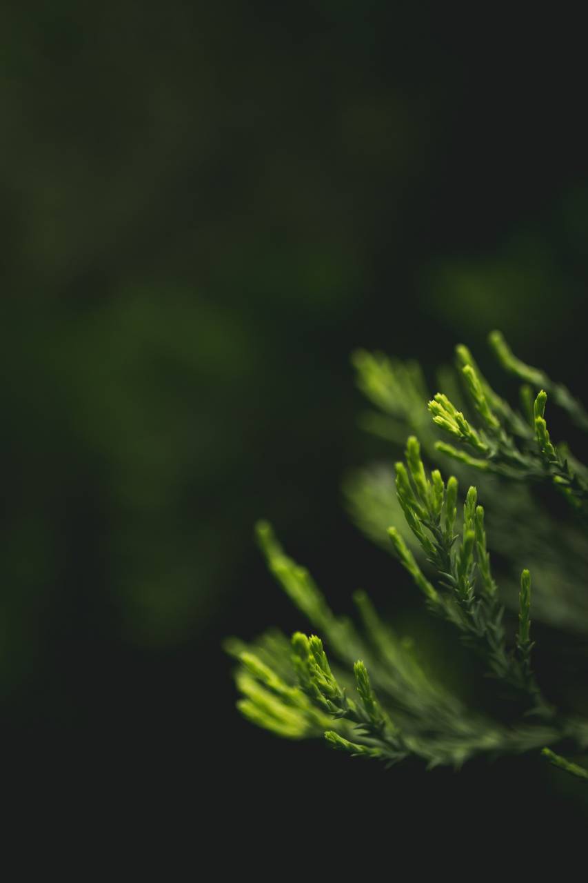 naturaleza, hojas, verde, todavía, bokeh,