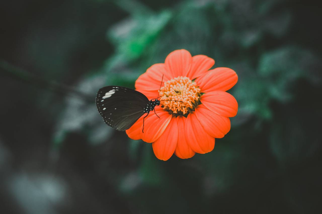 Naranja, flor, pétalo, flor, mariposa, insecto, naturaleza,