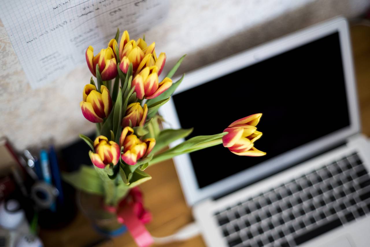 Planta, decoración, escritorio, oficina, negocios, laptop, computadora, tecnología,