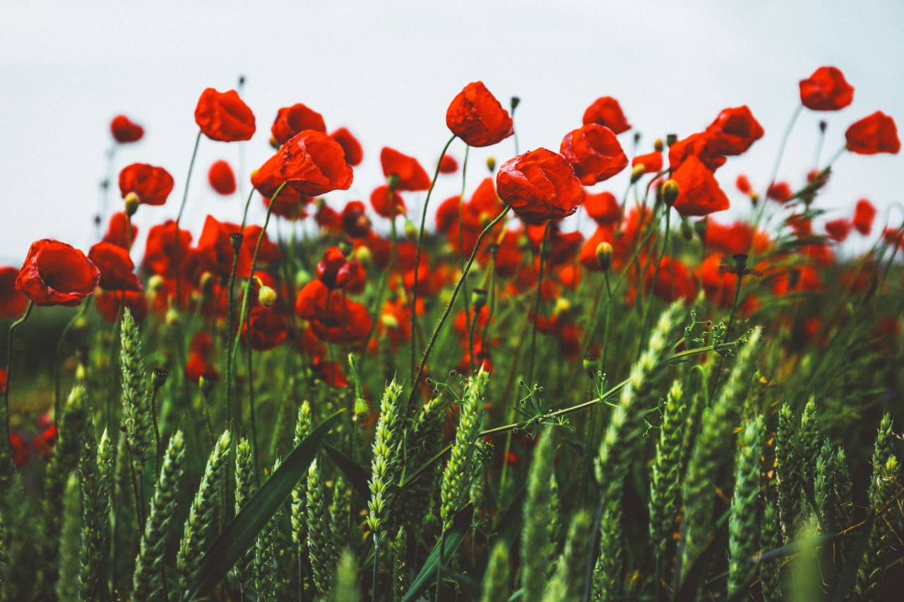 red, petals, flowers, bloom, blossom, green, leaf, garden, field, farm, outdoor
, 
