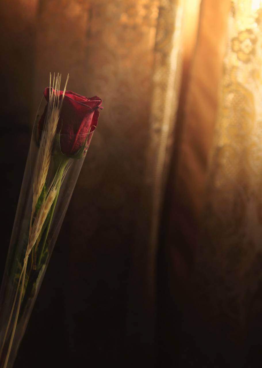 vermelho, rosas, flor, cortina, luz,