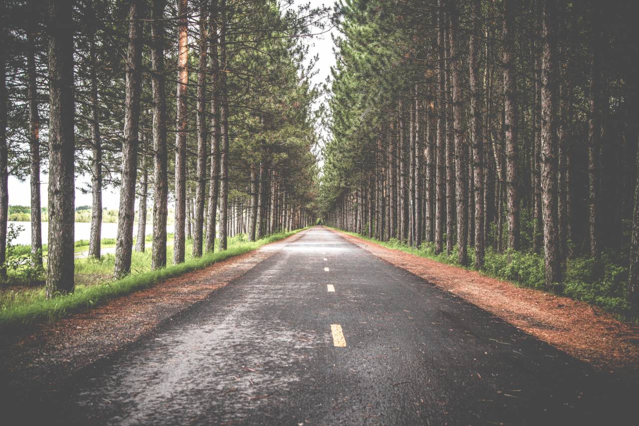 Carretera, calle, bosque, bosque, árboles, verde, hojas, viajes, aventuras,
