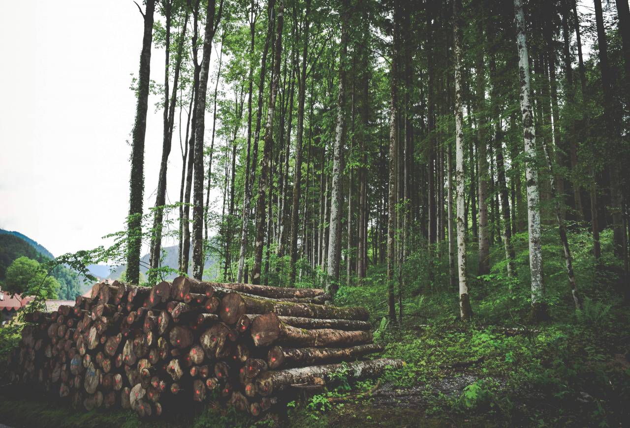 trees, leaves, green, grass, nature, plants, woods, brown, sky, forest
, 
