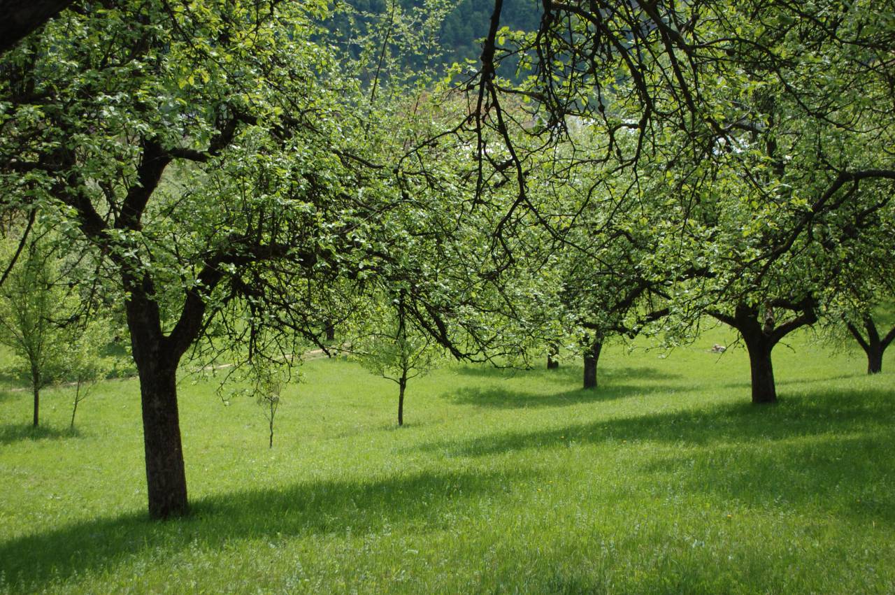 árboles, parque, naturaleza, hierba, hierba verde, primavera,