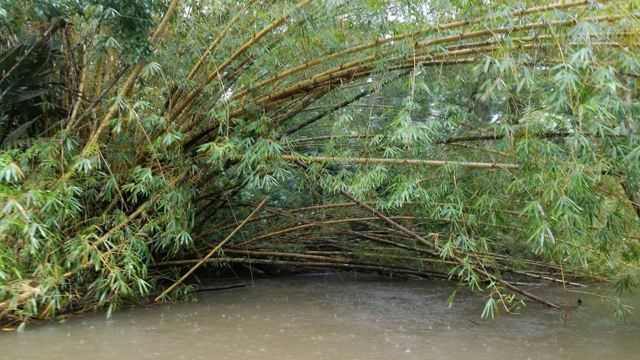 bamboo, rain, rainforest, ?summer? season 