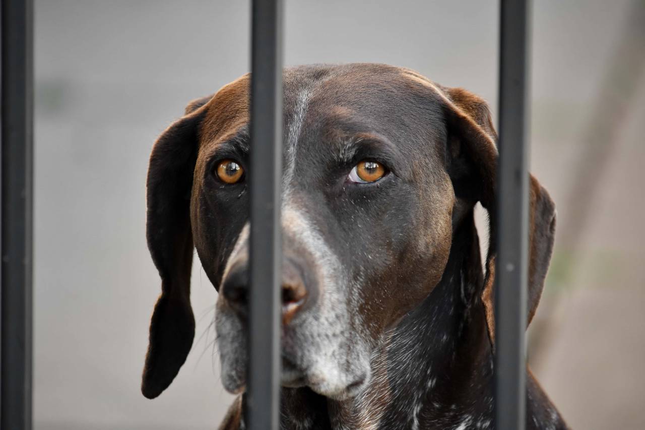 beautiful image, eyes, hunting ?dog?, light 