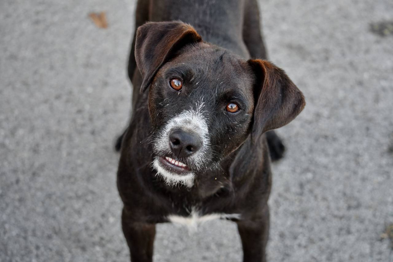 curious, head, purebred, teeth, hunting ?dog? 
