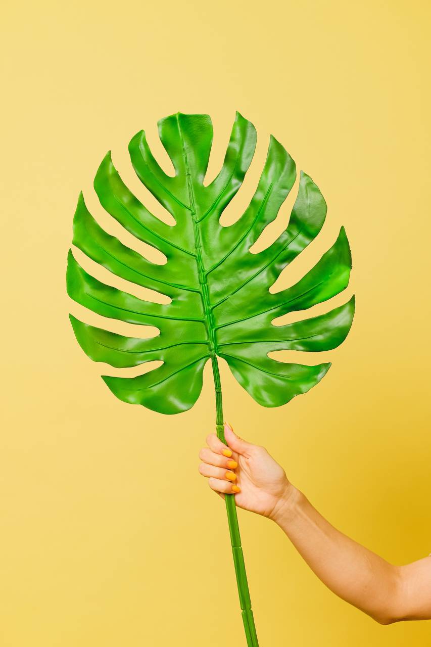 Alocasia, yellow, leave, decoration, woman, hand, holding, interior, plant, 