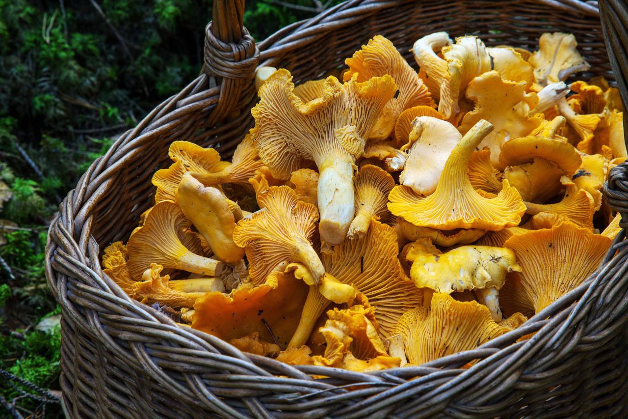 Cesta, fresco, bosque, champiñones, amarillo, comida, crudo, otoño, comestible, estacional, orgánico, salvaje, cosecha, ingrediente, rústico, nutrición, vegetal, apetitoso, crudo,