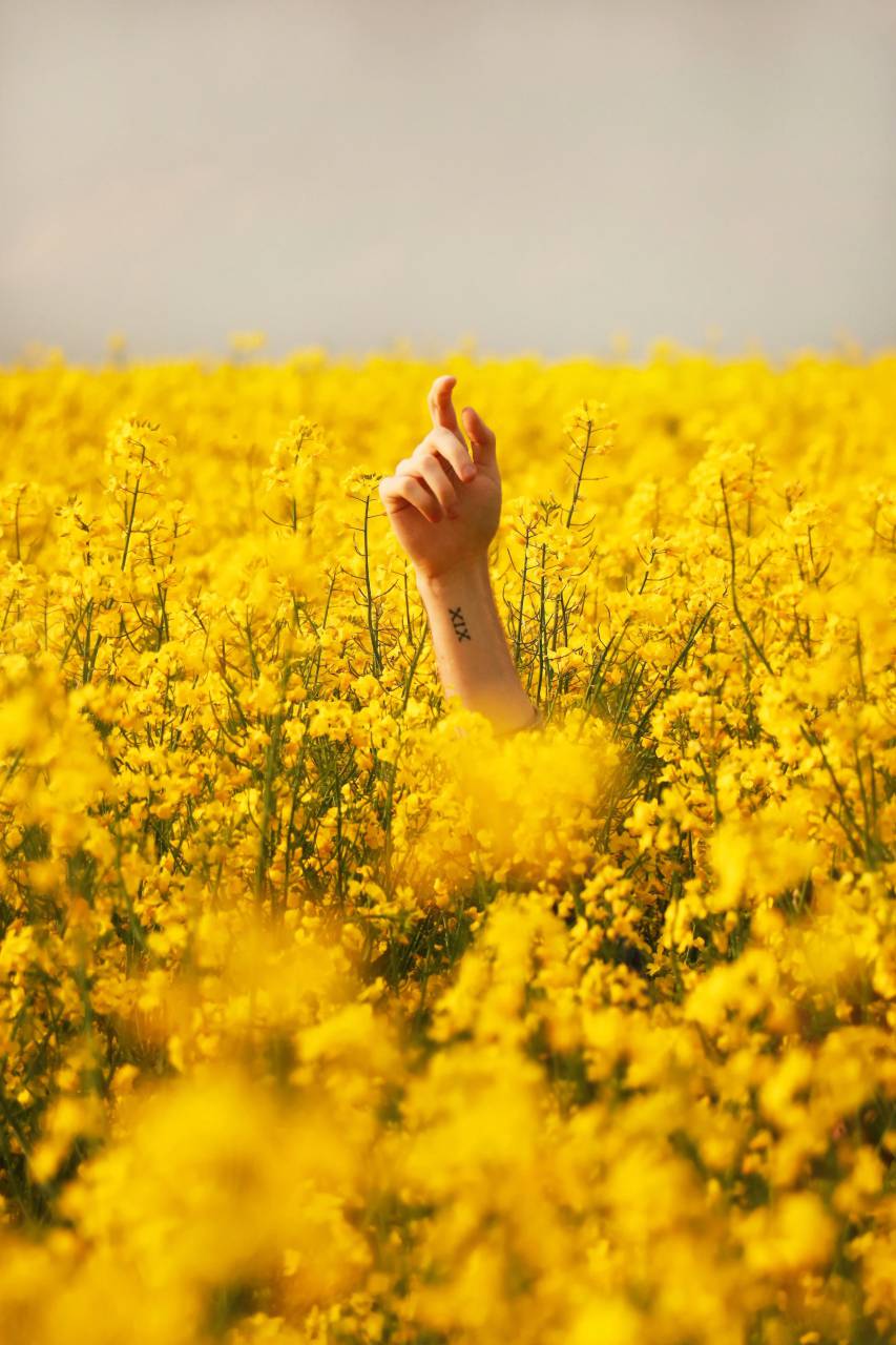 Amarillo, flores, campo, mano, apuntando, el cielo, el horizonte, el concepto, el paisaje, el hombre, la gente, soñando,