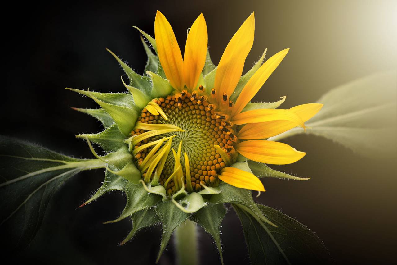 La naturaleza, las flores, las plantas, el girasol, la flor, el amarillo, el fondo, el crecimiento, el polen, más cerca