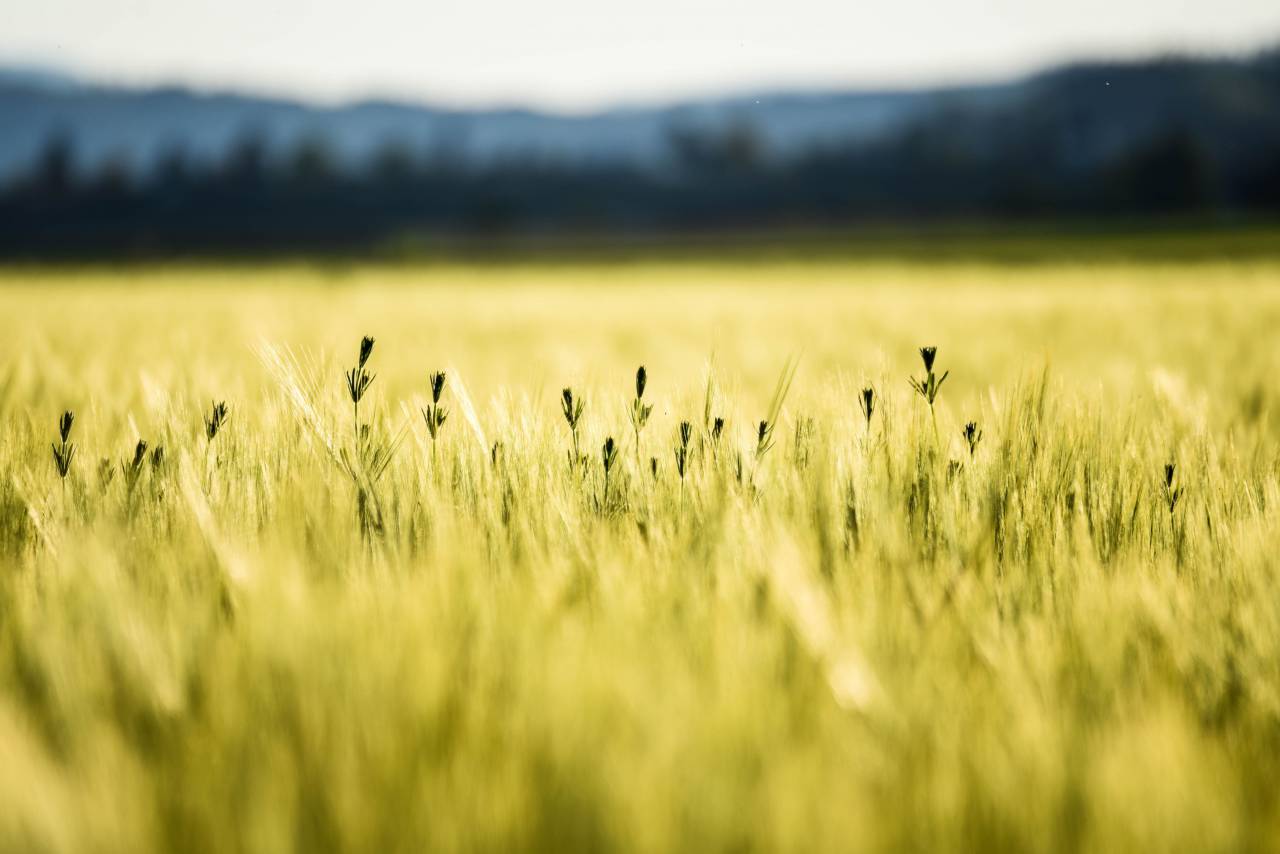 Wheat, field, landscape, nature, no people, tranquil scene, rural scene, 
