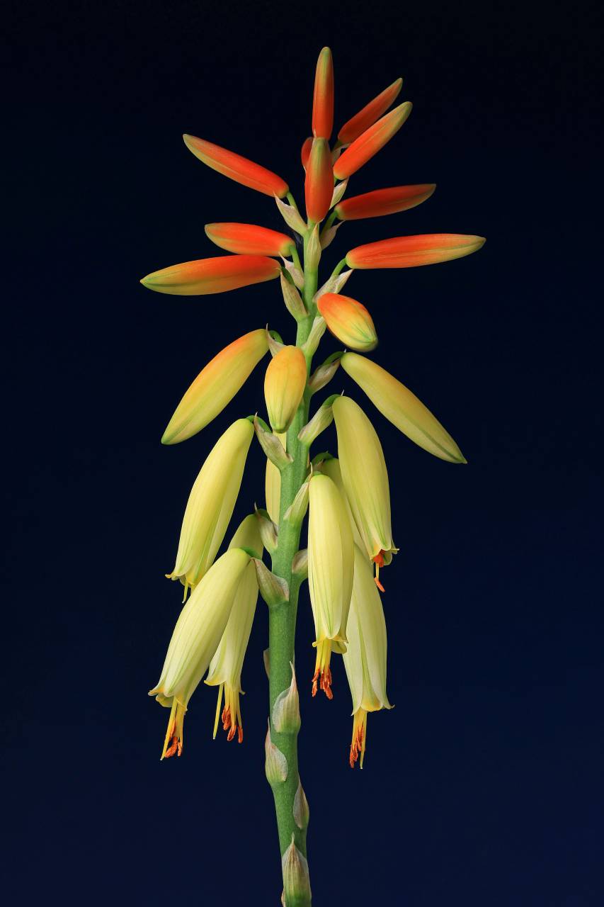flor,naturaleza,planta,primer plano,amarillo,flor,hoja,verano,cabeza de flor,pétalo,la belleza de la naturaleza,color verde,botánica,al aire libre,flor,