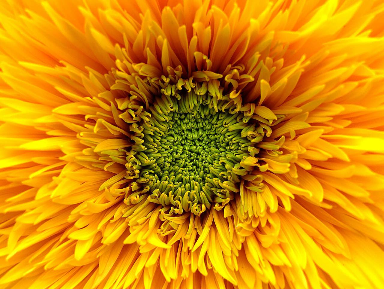 Gerbera;flower,close-up,yellow,nature,flower,plant,summer,petal,beauty in nature,macro,single flower,outdoors,daisy,sunflower,flower head,leaf,backgrounds,green color,springtime,blossom,botany,multi colored,growth,gerbera daisy,freshness, 