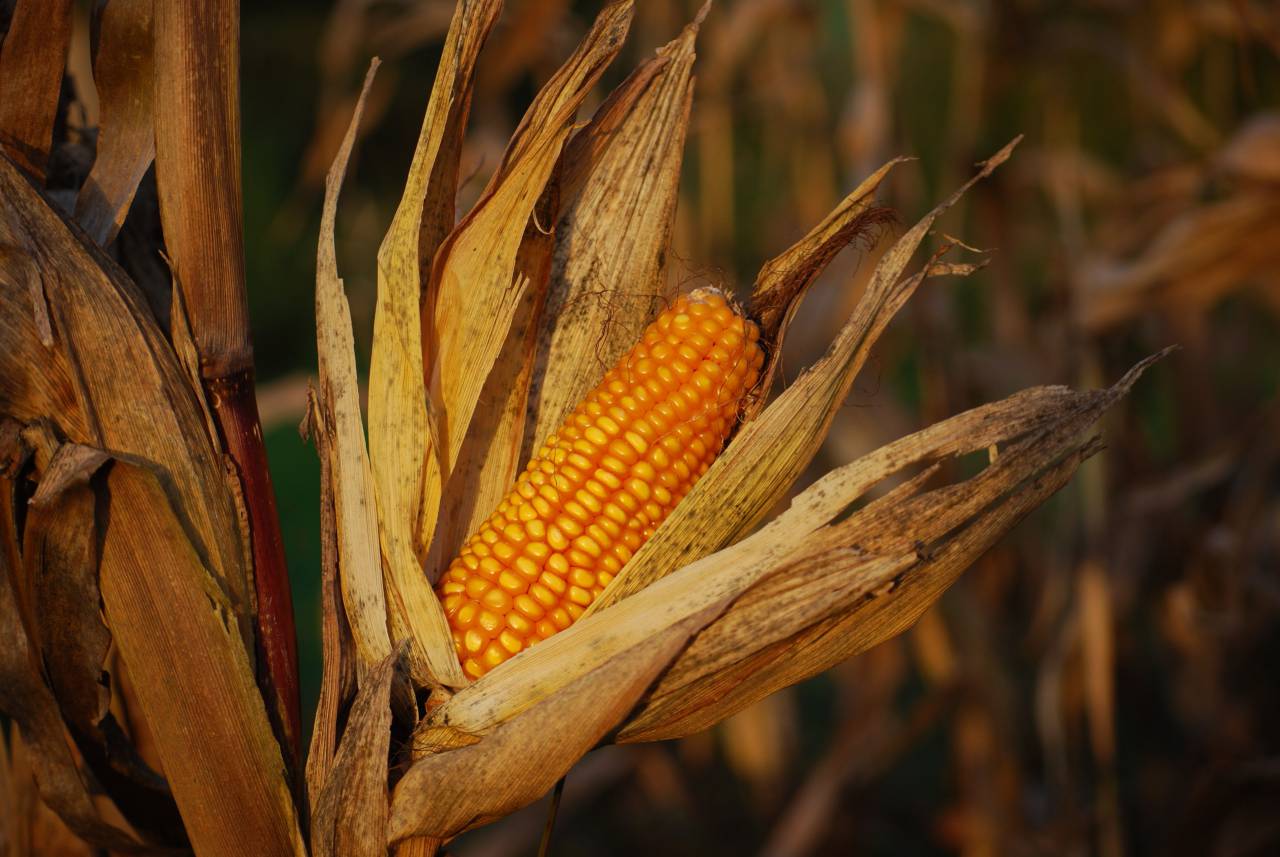 corn,nature,agriculture,yellow,close-up,autumn,outdoors,farm,leaf,rural scene,summer,plant,food,ripe,corn,crop,vegetable,growth,organic,season,sweetcorn,freshness,seed,harvesting, 