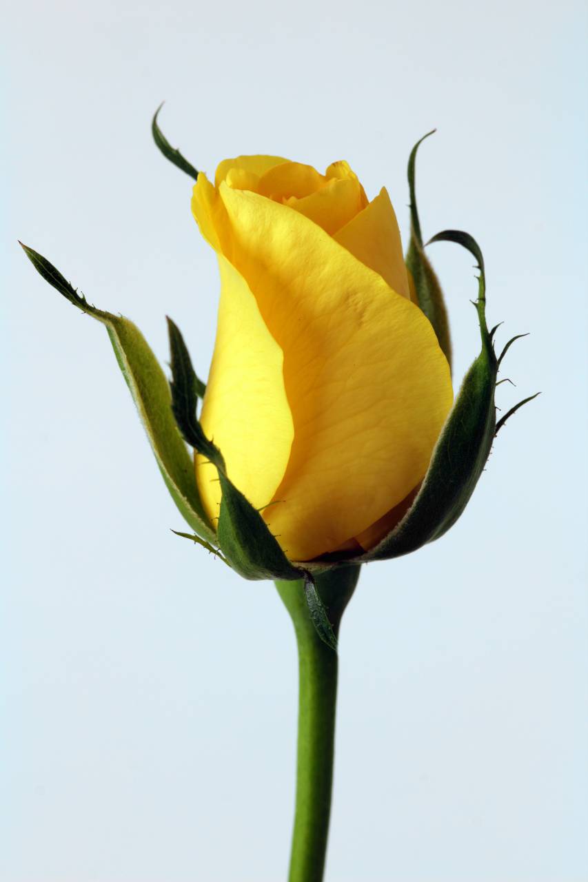 yellow tulip;flower,nature,close-up,flower,plant,petal,yellow,leaf,summer,flower head,beauty in nature,green color,single flower,macro,freshness,blossom,springtime,outdoors,botany,backgrounds, 